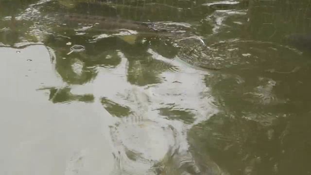 Осетровая ферма в Астрахани! Купить и поесть осетрину и чёрную икру! 97 Красноярск смотреть онлайн