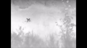 МАНОК НА ЛОСЯ... ПРОДАЮ ДОРОГО