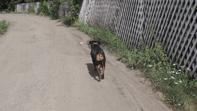 Покупать ли породу Ротвейлер? смотреть онлайн