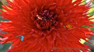 Георгина бахромчатая Джексон (dahlia jaxon) ? Джексон обзор: как сажать, рассада георгины Джексон