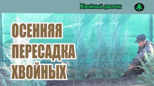 Осенняя пересадка хвойных растений,можжевельника,туи,ели подушковидной.