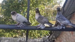 Голуби Среднеазиатские Узбекские двухчюбые челкари