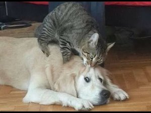 ? Враг №1! ? Приколы с котами и собаками 2022 #40