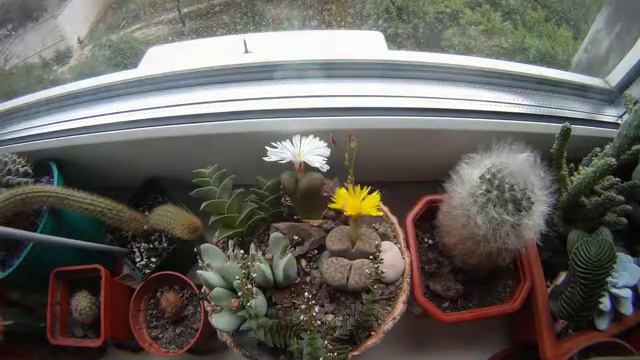 Литопс. Живые камни. Timelapse смотреть онлайн