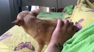 Чихуахуа Лёля заставляет гладить😀
