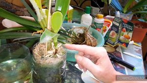 Видео ответ. Каттлея без корней. Что делать? Пересадка.