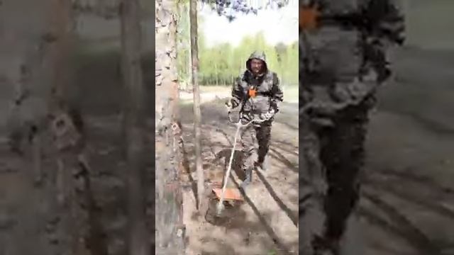 Мотокоса STIHL FS 250. Экстримальная эксплуатация. Пилим сосны ? смотреть онлайн