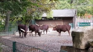 Watussi Rinder im Zoo Dresden