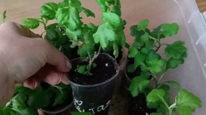 МОЯ НОВАЯ ЛЮБОВЬ - ХРИЗАНТЕМА. ПОСЫЛКА С КАНАЛА" ЦВЕТОЧНЫЙ САД У АЛЕНУШКИ"