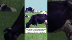 На Сахалине стартовал пастбищный сезон. Коровы вышли в поля  #сахалин #коровы