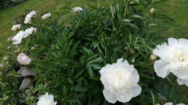 Магия фуксии, восток пионов, роскошь ирисов смотреть онлайн