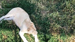 Мона отдыхает на травке ,а Леон метит территорию