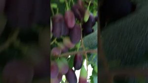Виноград Преображение Валёк кишмиш Цитронный Володар иТаир обзор в фазе созревания !!!