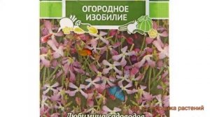 Маттиола двурогий Двурогая Вечерние огни ? обзор: как сажать, семена маттиолы Двурогая Вечерние огн