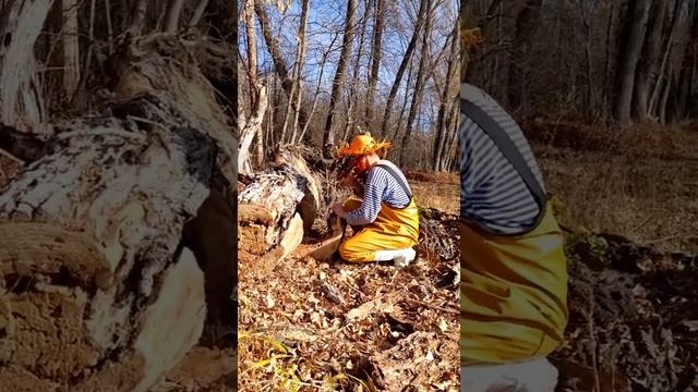 Тайничок? лесной сейф, тайник, закладка, прячем грамотно, осень, природа, прикол, юмор, топ, рыбалк