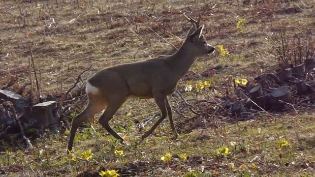 Фотолов смотреть онлайн