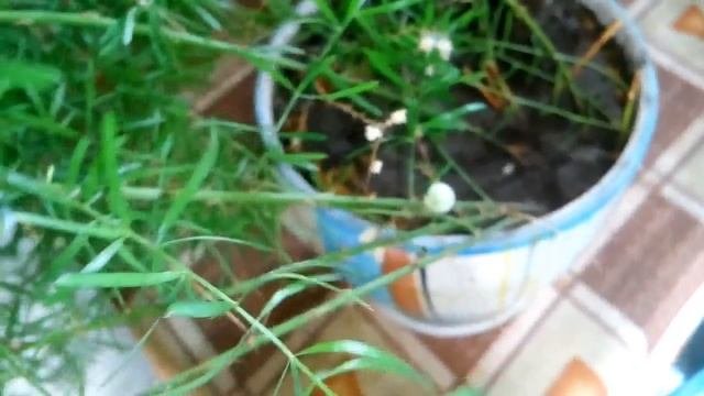 Аспарагус| выращивание и цвет|