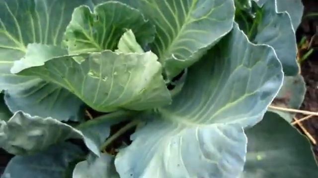 Профилактика от всякой нечисти на капусте смотреть онлайн