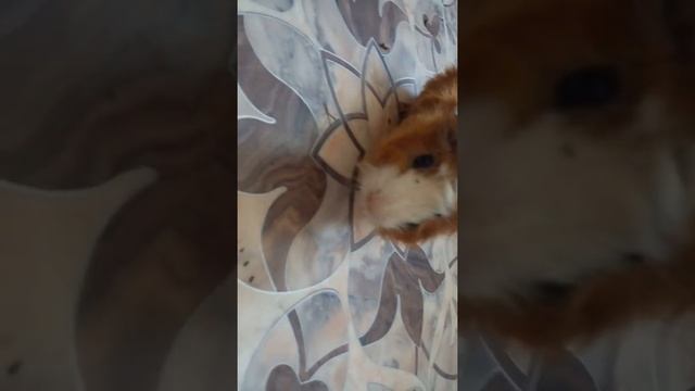 чем можно кормить морских свинок?/как часто нужно их кормить?/звуки морских свинок/SvinkiShow смотреть онлайн