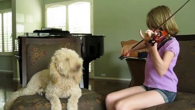 Dog Singing to Violin смотреть онлайн