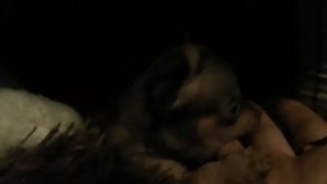 Будни собаки / ТРОГАТЕЛЬНЫЙ МИНИ. Русский Той терьер