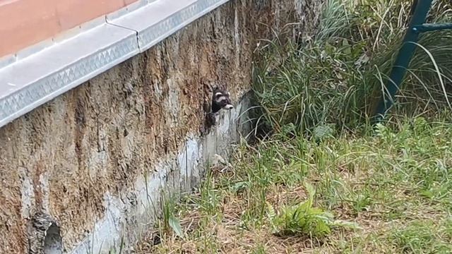 Ласка на даче у Татьяны Пивкиной. смотреть онлайн