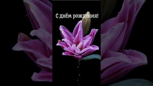 Видео открытка с днем рождения женщине | SunPikRu