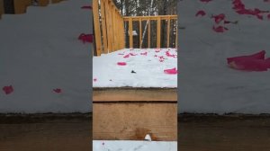 предложение руки и сердца ?