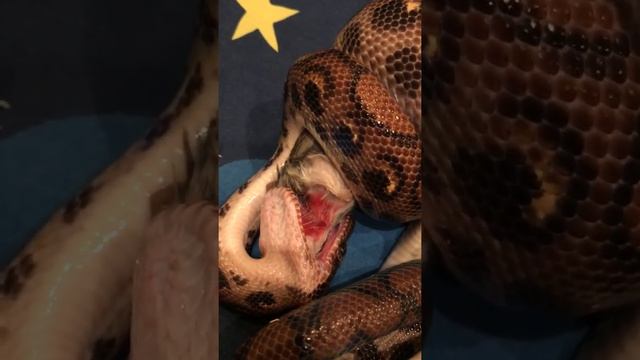 Бразильский Радужный Удав Кушает смотреть онлайн