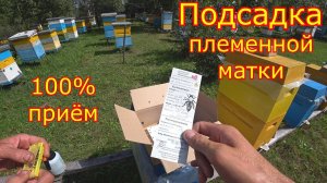 ПЛЕМЕННОЙ МАТЕРИАЛ! Подсадка на лупящийся расплод!