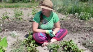 Урожайные грядки Овсинского:  земля, давай сотрудничать!