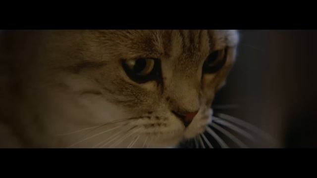 WHISKAS® Lamp