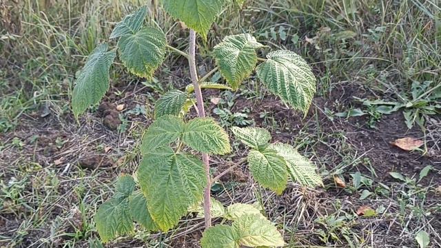 Пересорт или неправильная агротехника?! Ремонтантная малина. смотреть онлайн