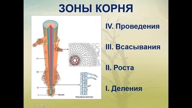 PreLANDAU Local (русский сектор) - Биология - 6 класс - Урок 10 (Наиля Рагимова) смотреть онлайн