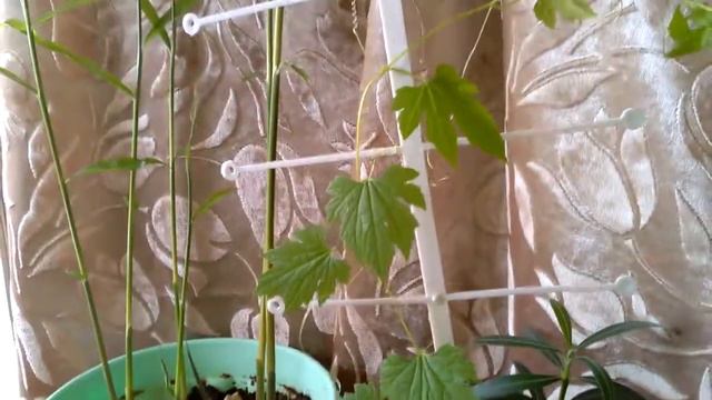 Растения домашние ЛЕКАРИ! Укрепляйте ИММУНИТЕТ!