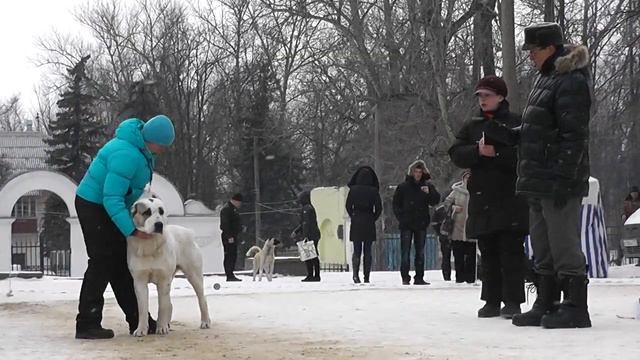 Моно среднеазиатских овчарок, 25.01.15 г., г. Тула смотреть онлайн