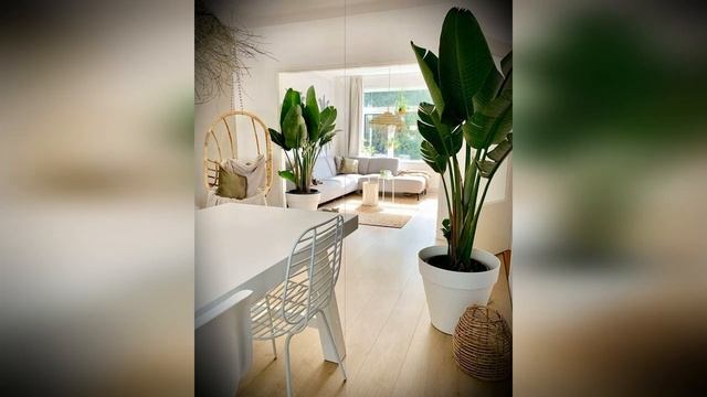 Самые модные комнатные растения: интерьерные тренды 2020 смотреть онлайн