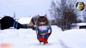 Приколы с кошками - коты в смешной одежде.mp4