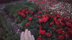 Георгина вегетативная. Обзор, черенкуем в сентябре.