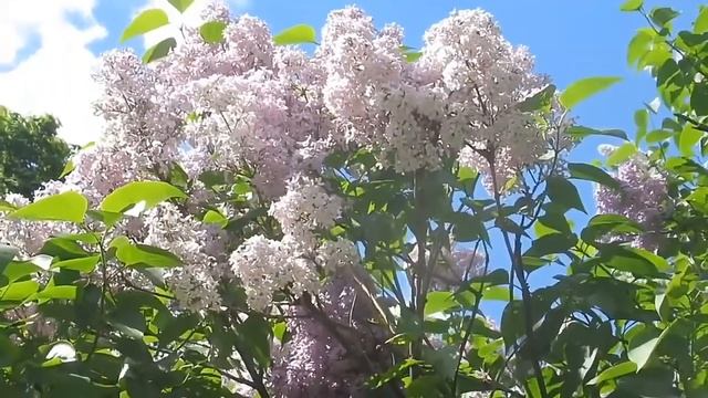 От Соловецких Юнг до Первого искусственного спутника, майская прогулка по Сиреневому бульвару смотреть онлайн