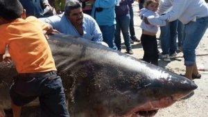 Самые большие пойманные акулы в истории