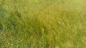 костер безостый мятлик вейник