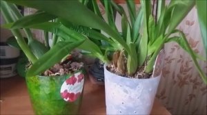 Всё об уходе за Камбрией. Виды Камбрии.