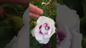 Роза Айс фо ю