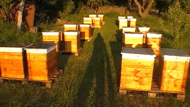 Акация 2021 начало цветения смотреть онлайн