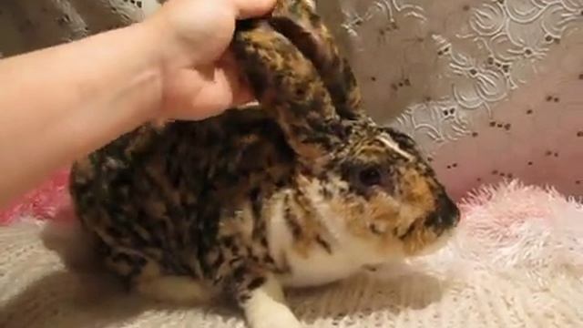 Кролик породы "рекс" окраса "гепард"