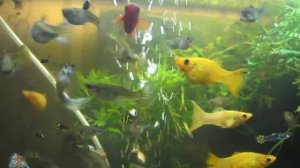 GUPPY - Аквариум с гуппи - 120 литров