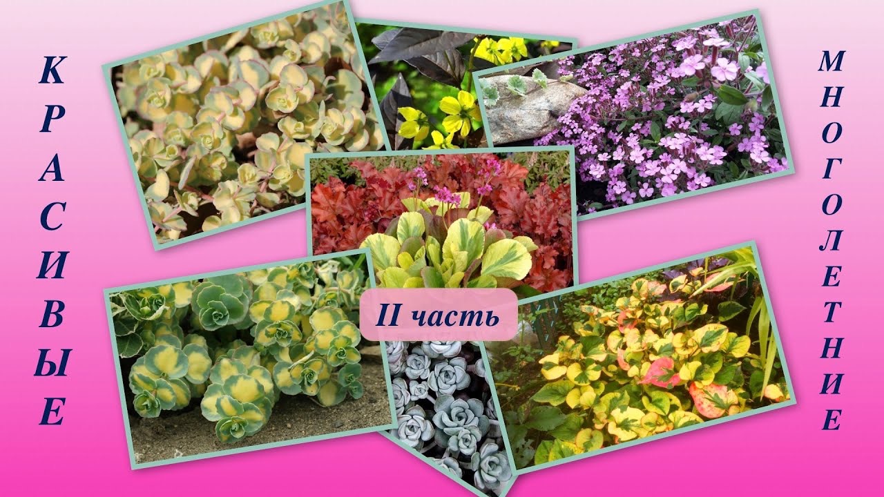 ВАРИЕГАТНЫЕ ТРАВЯНИСТЫЕ МНОГОЛЕТНИЕ РАСТЕНИЯ. Хауттюйния / Сальвия / Бадан / Седум / Барвинок.