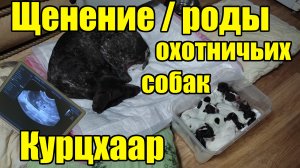 Первые роды охотничьей собаки. Курцхаар.