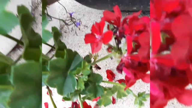 OUR FLOWERS GARDENSUNFLOWERMARIGOLDPETUNIADAISYLILIESROSEgardenflowerssummerLifeinCanada